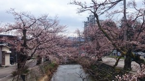 2015.4.8　長岡　柿川通り